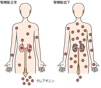 腎機能